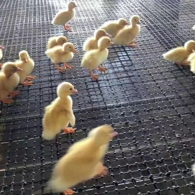 Китайский дизайн стиль биаксиальная георешетка ограждения для куриного дорожного покрытия дорожного покрытия грузоподъемности