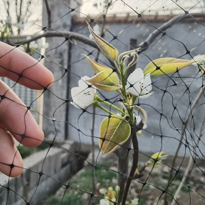 Защитите свои садовые фрукты с помощью многоразовых пластиковых сетей для защиты от птиц и сертификата CE ISO