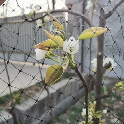 Противоптицевая сетка 40 mesh PP сельскохозяйственная сетка для насекомых для защиты овощей в теплицах
